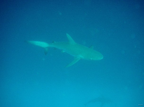 109- Plongee avec  les requins a Leon Dormido 